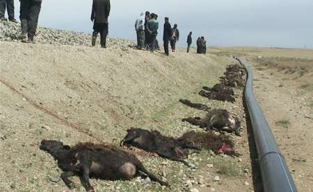 برخورد قطار با رمه گوسفندان در ملکان
