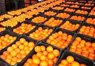 سه هزار تن مرکبات جهرم برای شب عید به بازار عرضه می شود