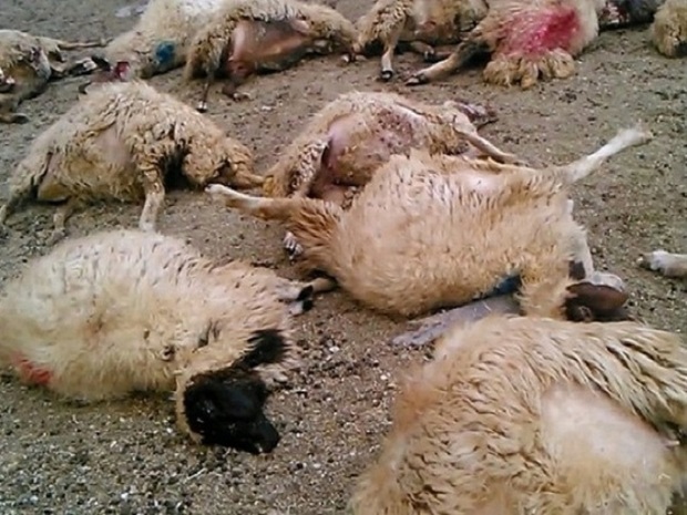 20 رأس گوسفند در تصادف جاده ایذه - دهدز تلف شد