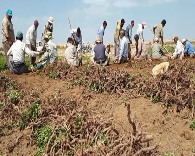 180 تن روناس از مزارع  نایین برداشت شد