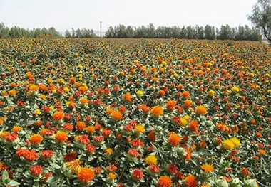 کشت گلرنگ در شیروان 2  برابر شد