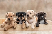 جزییات طرح مجلس برای سگ ها و سایر حیوانات: متقاضیان نگهداری سگ باید مجوز بگیرند/ در صورت رهاسازی توله‌های آن، مجازات می‌شوند