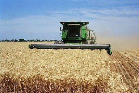 بیش از ۱۸ هزار تن گندم در تربت حیدریه برداشت شد