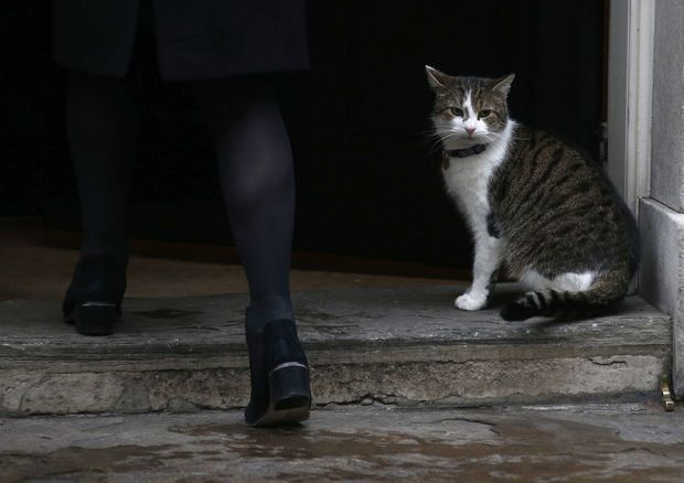 عکس/ گربه نخست وزیری