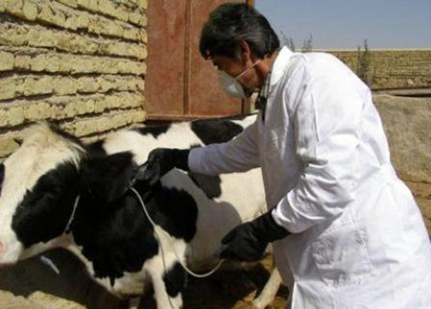 بیش از 40هزار راس دام علیه تب برفکی در ایرانشهر واکسینه شدند