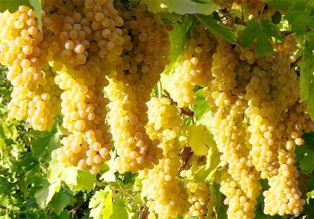 افزایش 10 درصدی تولید محصول انگور در شهرستان ابرکوه