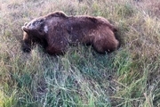 یک قلاده خرس در دالاهو تلف شد