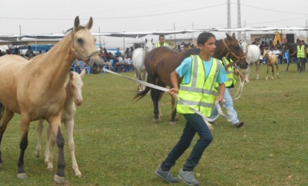 رقابت بین المللی زیبایی اسب در اشکذر یزد آغاز شد