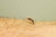 با استفاده از ابزار مهندسی ژنتیک پشه های مقاوم به مالاریا ساخته شدند