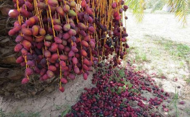 130 هزار تن خرما در سیستان و بلوچستان تولید شد