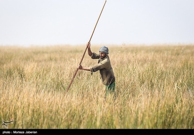 سودجویان تالاب‌های استان خراسان شمالی را تبدیل به زمین کشاورزی می‌کنند