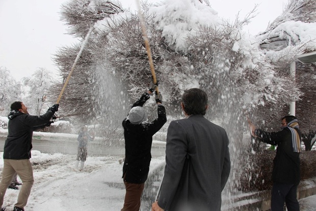 شهروندان استان مرکزی به مشارکت برف تکانی درختان فراخوانده شدند