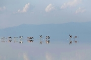 بازگشت فلامینگوها به دریاچه ارومیه + عکس