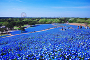 پارک عجیب هیتاچی با 4.5 میلیون شکوفه گلهای آبی در بهار + تصاویر