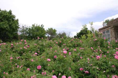 پیش بینی افزایش 20 درصدی تولید گل محمدی در خراسان شمالی