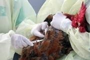 کانون دوم آنفلوآنزای پرندگان نیز در استان همدان شناسایی شد