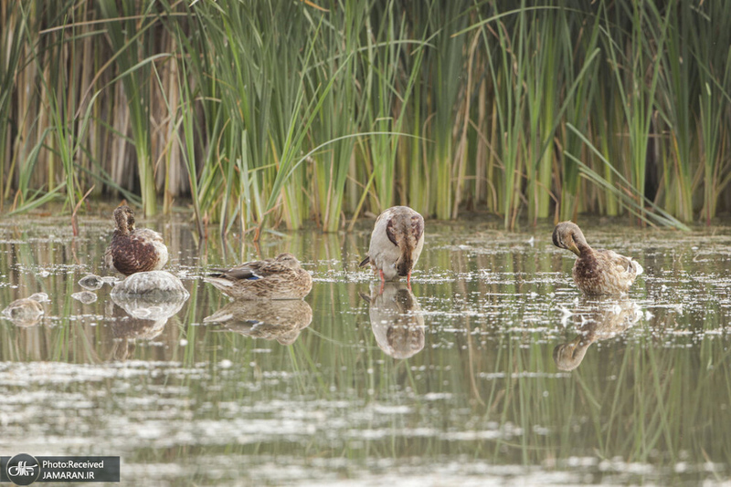 منتخب تصاویر امروز جهان- 28 مهر