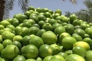 4500 تن لیمو ترش از باغ های سیستان و بلوچستان برداشت شد
