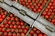 صادرات 11000 تن گوجه فرنگی در 9 ماهه امسال