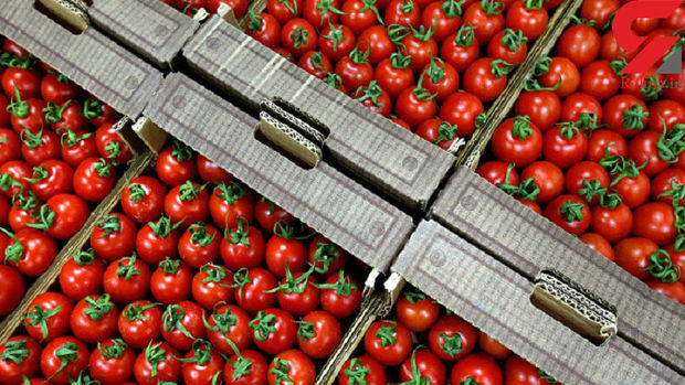 صادرات 11000 تن گوجه فرنگی در 9 ماهه امسال