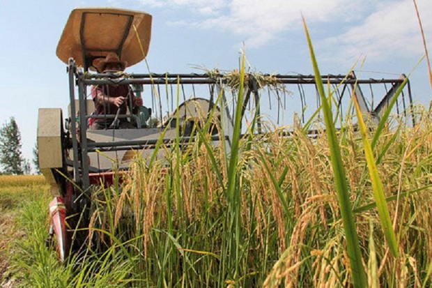 برداشت مکانیزه برنج در آستارا هشت درصد افزایش یافت