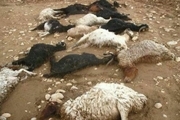 آب آلوده منجر به تلف شدن 72 راس گوسفند شد