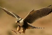ممنوعیت دام هوایی برای شکار پرندگان در آستانه اشرفیه