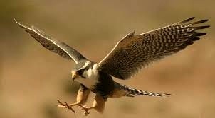 ممنوعیت دام هوایی برای شکار پرندگان در آستانه اشرفیه