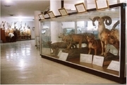 470 نمونه جانوری در موزه تاریخ طبیعی کردستان نگهداری می شود