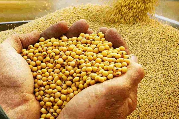 کشاورزان مازندران بیش از چهار هزار تن سویا برداشت کردند