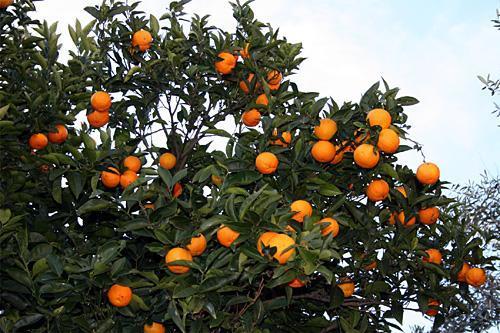برداشت نارنگی از سطح‌ باغات مرکبات ایذه آغاز شد