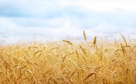 خرید تضمینی 250 هزار تن گندم در خراسان رضوی