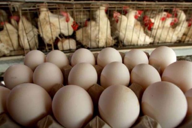 صادرات تخم مرغ از استان مرکزی ۱۰۰ درصد افزایش یافت
