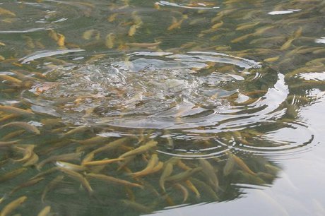 تولید و تکثیر بیش از ۲۸ میلیون لارو کپور ماهیان در مرکز ژنتیک شهید کاظمی پلدشت