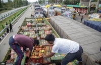 کشاورزان میوه کشمیر با ضررهای هنگفتی مواجه شدند (2)