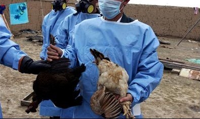 آنفلوآنزای فوق حاد پرندگان و معدوم سازی 17 میلیون قطعه مرغ در کشور