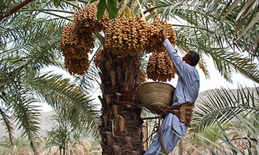 نگرانی باغداران کرمان از کاهش قیمت خرما