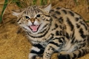 گربه وحشی زخمی به محیط زیست خرم آباد تحویل شد