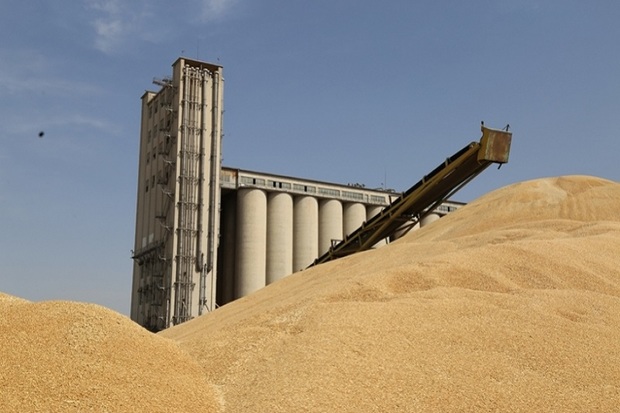 6 هزارو500 تن گندم ذخیره درخوزستان از استاندارد خارج شدند