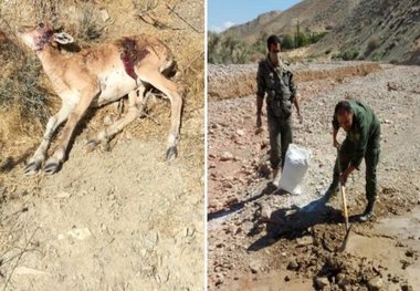 احتمال وجود طاعون نشخوارکنندگان کوچک در حیات وحش دماوند

