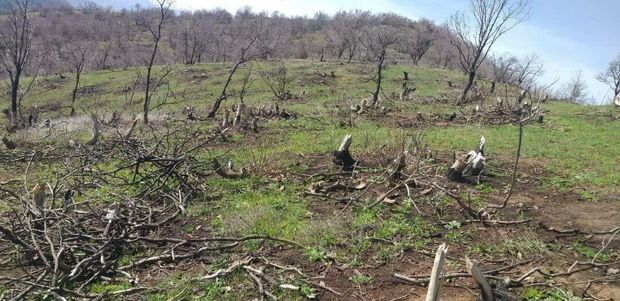 ۶سه نفر از عاملان قطع درختان جنگلی مریوان دستگیر شدند