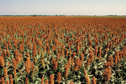 پیش‌بینی تولید بیش از ۵۰۰ تن بذر سورگوم در استان اردبیل