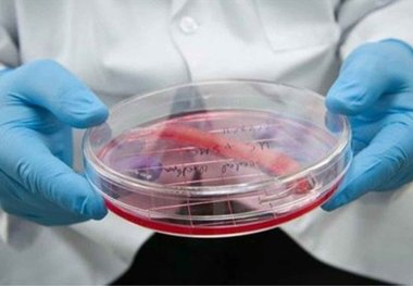 ایجاد دی ان ای جدید با پیوند مغز استخوان