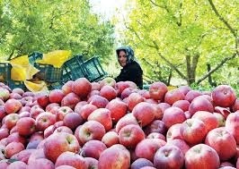 آذربایجان‌غربی رتبه اول تولید سیب در کشور  وضعیت نامناسب صادرات سیب ایران