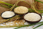 هزینه تولید برنج مازندران 28 هزار و 500 تومان است