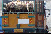 کشف ۱۱۳ راس گاو و گوسفند قاچاق در زنجان