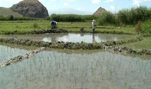 منابع آبی برای کاشت برنج در مشگین شهر کافی نیست