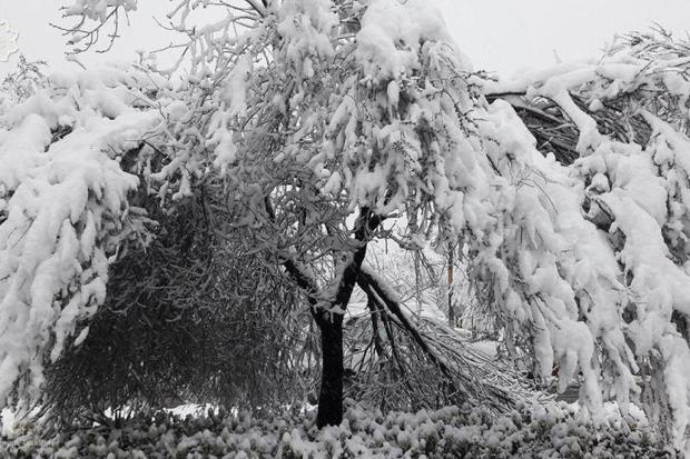 سرما 340 میلیارد تومان به باغات دماوند خسارت وارد کرد
