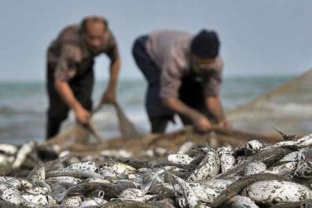 صید هفت هزار تن ماهی صنعتی و خوراکی در پارسیان
