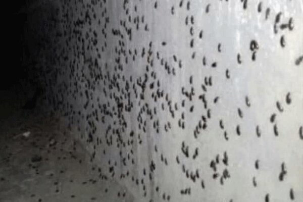 دفع آفت سوسک سیاه در استان قزوین به سمپاشی نیاز ندارد